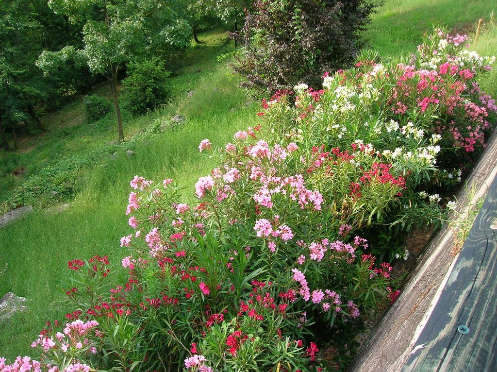 B&B Il Suono Del Bosco Arcugnano Exterior photo